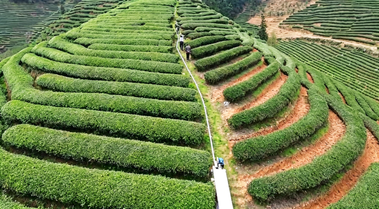 图片 茶园